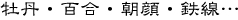 牡丹・百合・朝顔・鉄線…